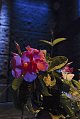 Butterflies and Bouganvilla.